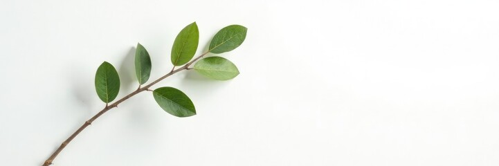 Naklejka premium Single isolated branch leaning against a wall on white background, earthy, leafy, branches