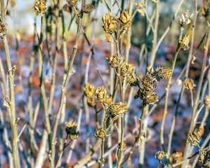 Close-up of Hibiscus syriacus in early spring against a blurred background.