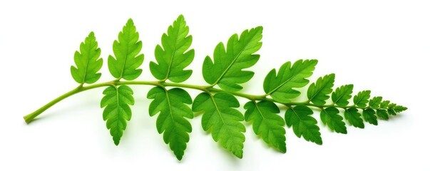 Fern fronds with delicate details and veins isolated on white, texture, leaves, isolated