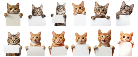 Cute cartoon cats, holding blank signs, diverse cat breeds, expressive feline faces, no background, digital illustration style, anthropomorphic animals, funny cat portraits, cat memes, colorful cats