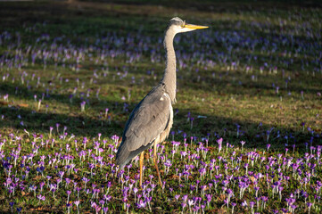 Kiel, Deutschland, M&auml;rz, 2023 Ein Reiher an einem Fr&uuml;hlingsmorgen im Ratsdienergarten in Kiel