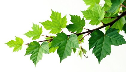 Fototapeta premium Large branch with leaves and vines isolated on white background, large, foliage
