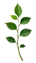 Single isolated branch with leaves on white background, floral, branches, isolated