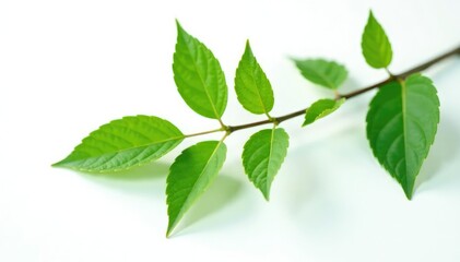 Single isolated branch with leaves on white background, leafy, solitary, green
