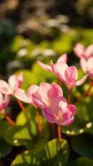 Fototapeta premium Delicate Cyclamen petals unfurl in warm sunlight, nature, cyclamen