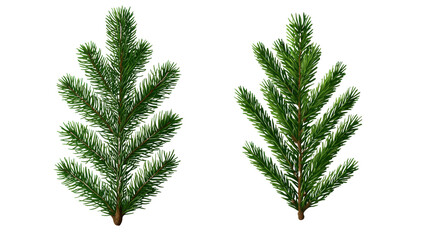 Naklejka premium Realistic Pine Tree Branches Isolated on White Background