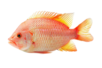 Redfish Isolated On Transparent. A Vibrant Marine Life Portrait. Fresh Catch, Culinary Inspiration.