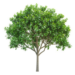 Obraz premium Isolated Green Leafy Tree. Use It For Your Nature And Garden Design Projects.