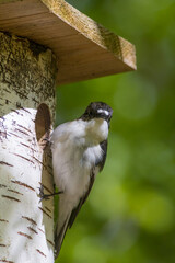 The European pied flycatcher (Ficedula hypoleuca)