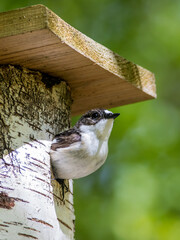 The European pied flycatcher (Ficedula hypoleuca)