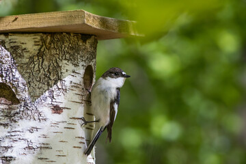 The European pied flycatcher (Ficedula hypoleuca)