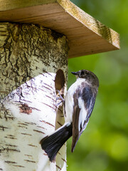 The European pied flycatcher (Ficedula hypoleuca)