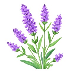 Obraz premium Botanical Illustration of Aromatic Lavender - Realistic Depiction of Purple Blooms, Green Leaves, and Herbal Elegance for Nature-Inspired Designs