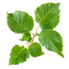 Green Leaf Branch Isolated Against Transparent Background. Nature Elements With Leaf Texture.