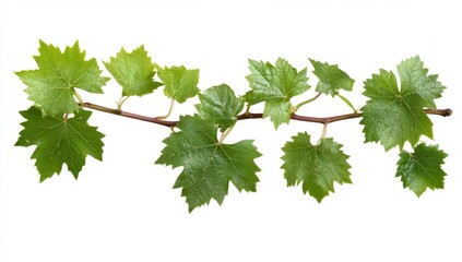 Fresh grapevine branch with vibrant green leaves
