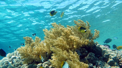 Colorful tropical fish on a coral reef, amazingly beautiful fairy world. In the coral gardens of...