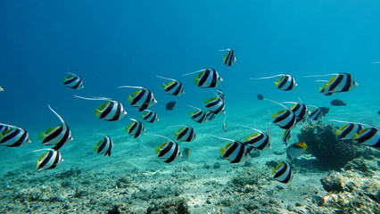 Colorful tropical fish on a coral reef, amazingly beautiful fairy world. In the coral gardens of the Red Sea.

