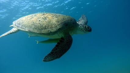 Obraz premium Big Green turtle , Green turtles are the largest of all sea turtles. A typical adult is 3 to 4 feet long and weighs between 300 and 350 pounds.