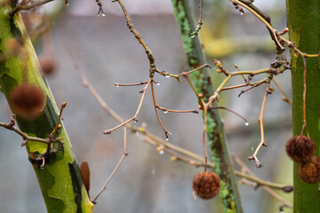 Knospen am Zweig einer Platane