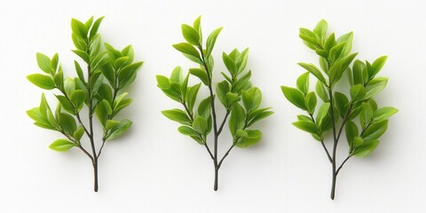 Obraz premium Fresh green leaves arranged in a striking triangle against a clean white background. Simple, natural beauty