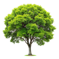 tree isolated on white background