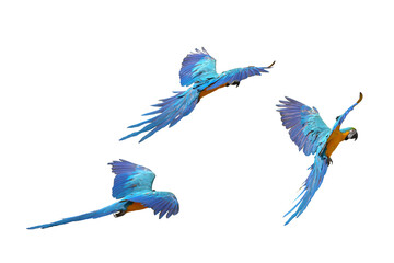 blue and gold macaw free flying bird  isolated on white background. This has clipping path.