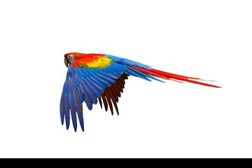 Obraz premium scarlet macaw isolated on white background. This has clipping path. 