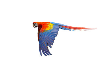 scarlet macaw isolated on white background. This has clipping path. 