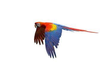 scarlet macaw isolated on white background. This has clipping path. 