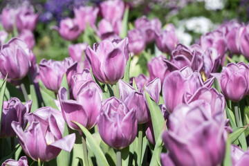 Beautiful blooming tulips in the park.