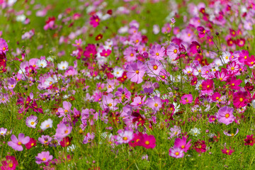 Obraz premium 秋に咲く色鮮やかなコスモス畑