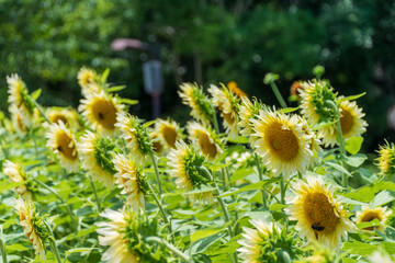 陽光を浴びて咲くヒマワリ畑