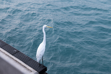 The Ocean and The Nature