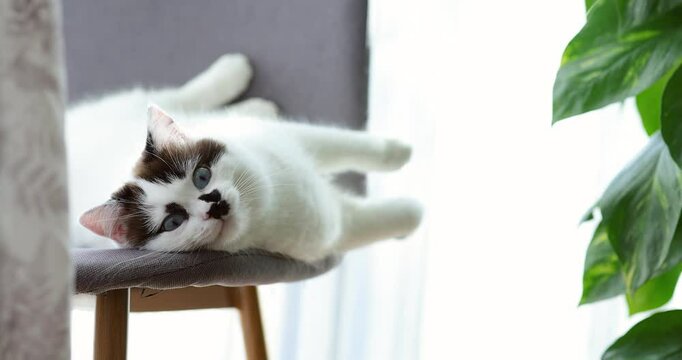 A cozy scene of white cat stretching and yawning on a soft armchair insid warm home. The cat's relaxed posture and comfortable surroundings create a peaceful atmosphere, relaxation, and domestic life