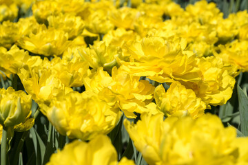 Beautiful blooming tulips in the park.