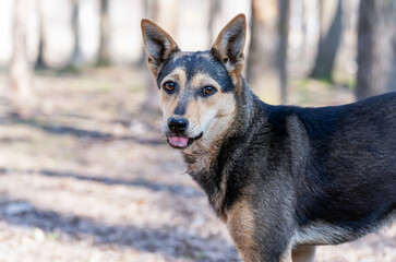 Portrait of a mongrel stray dog that stands among trees illuminated by the sun, she looks at the camera, sticking out her tongue, a leaf is stuck to her neck.
