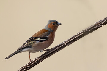 Common Chaffinch (Fringilla coelebs) Perched on a Branch