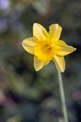 Vibrant Yellow Daffodil in Soft Natural Light