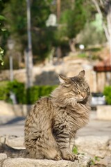 Long hair squinting cat in the garden