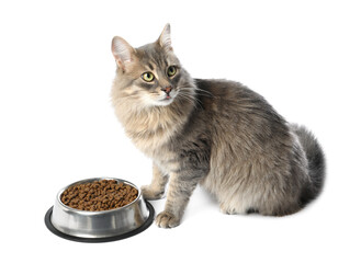 Cute cat near feeding bowl with dry pet food on white background