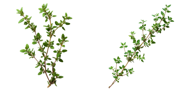 A pair of green herb branches displaying vibrant leaves and delicate stems.