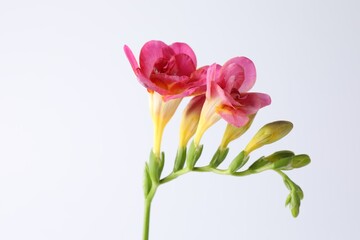 Beautiful pink freesia flowers on white background, closeup. Space for text