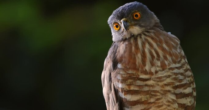 Closeup crested goshawk, striking orange eyes, blurred green, Thailand. Hawk portrait, Kaeng Krachan National Park.