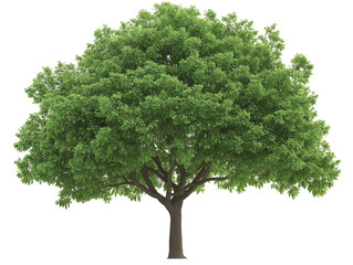 Green tree PNG file isolated on transparent background
