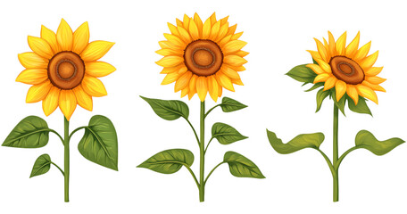 set of sunflowers