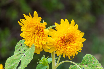 鮮やかに咲く黄色いヒマワリ