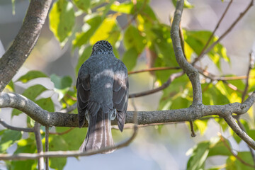 木陰で休むヒヨドリの後ろ姿
