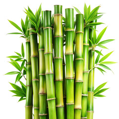 Closeup of vibrant green bamboo stalks and leaves against a black background