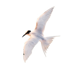 Obraz premium Soaring Beauty: A pristine white bird in graceful flight, captured in a moment of serene freedom and natural elegance, wings outstretched against a backdrop of clear, open sky.