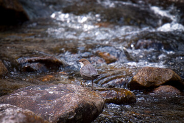 a white-throated dipper, cinclus cinclus, in a mountain creek at a spring day
